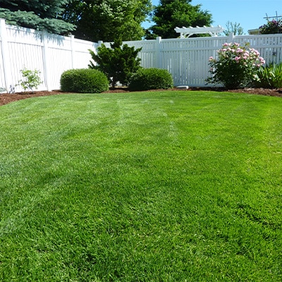 Yard Clean Up